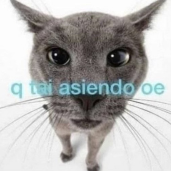 Meet your Posher, Clarabelle - Picture 1 of 1